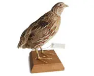 Caille des blés - 1980