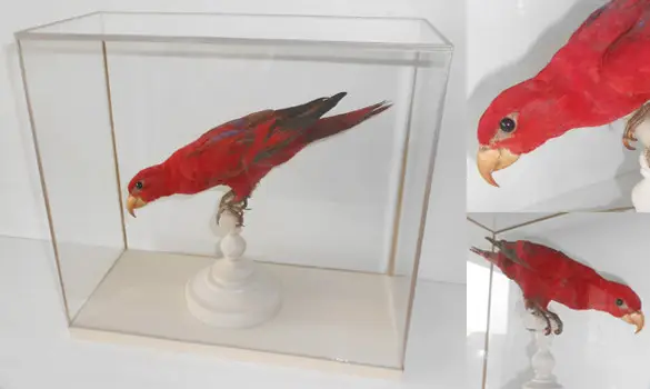 Lori écarlate - 1860 env.