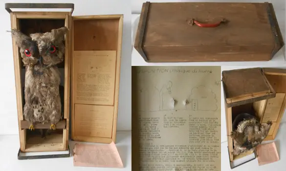 Leurre chasse hibou - 1953