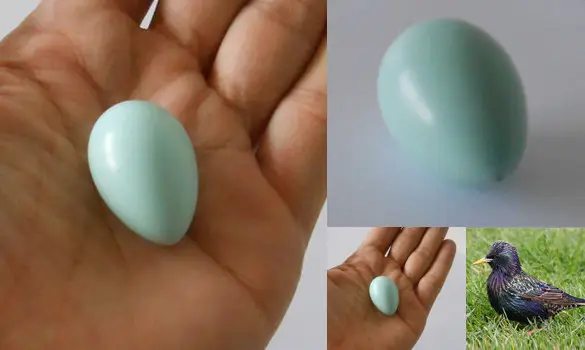 Étourneau (reprod.)