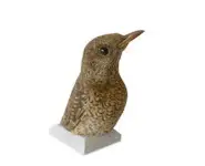 Monticole de roche - 1890 env.