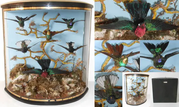 Vitrine 6 colibris - 1880