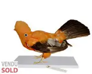 Coq-de-roche - 1880 env.