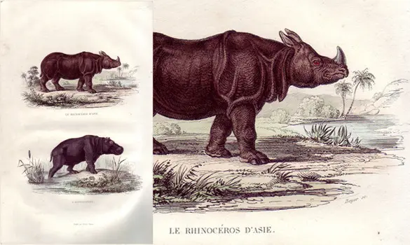 Rhinocéros - BUFFON - 1853