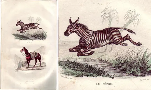 Zèbre - BUFFON - 1853