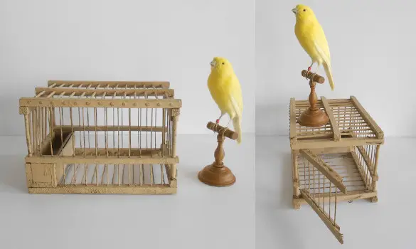 Cage - France, 1900 env.