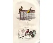 Serin - BUFFON - 1853