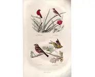 Pinson - BUFFON - 1853