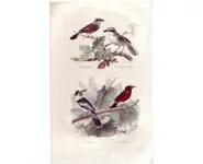 Pie grièche - BUFFON - 1853