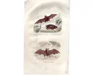 Chauve souris - BUFFON - 1853