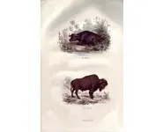 Bison - BUFFON - 1853