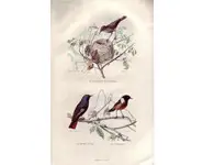 Fauvette - E. TRAVIÈS - 1853