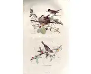 Fauvette - E. TRAVIÈS - 1853