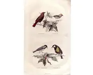 Mésange - E. TRAVIÈS - 1853