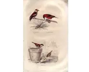 Moineaux - E. TRAVIÈS - 1853