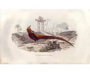 Faisan doré - E. TRAVIÈS - 1853