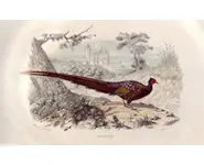 Faisan - E. TRAVIÈS - 1853