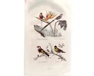 Chardonneret - E. TRAVIÈS - 1853