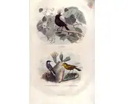 Drongo - E. TRAVIÈS - 1853