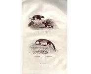 Porc-épic - BUFFON - 1853