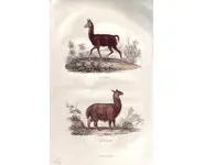 Le lama - BUFFON - 1853
