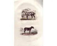 L'âne - BUFFON - 1853