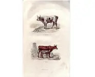 Le vache - BUFFON - 1853