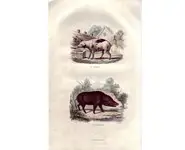 Le cochon - BUFFON - 1853