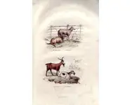 La chèvre - BUFFON - 1853