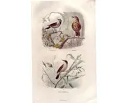 Grives - E. TRAVIÈS - 1853