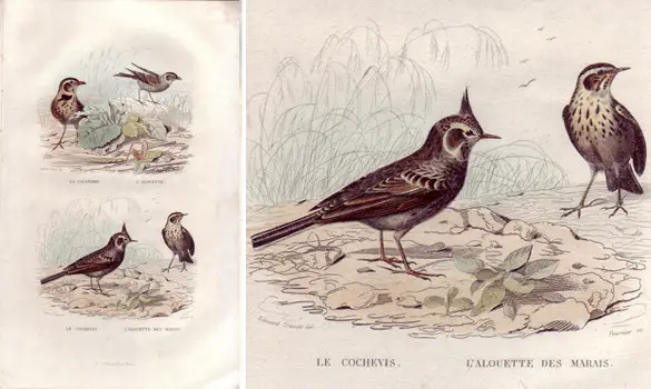 Alouettes - E. TRAVIÈS - 1853