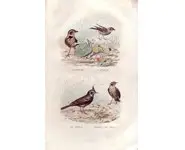 Alouettes - E. TRAVIÈS - 1853