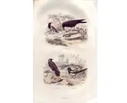 Pie - E. TRAVIÈS - 1853