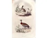 Outardes - E. TRAVIÈS - 1853