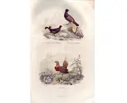 Outardes - E. TRAVIÈS - 1853