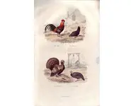 Coq - E. TRAVIÈS - 1853