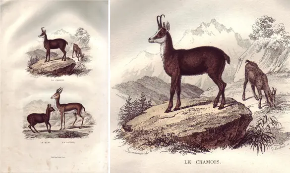 Chamois - BUFFON - 1853