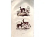 Chamois - BUFFON - 1853
