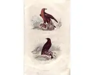 Aigle - E. TRAVIÈS - 1853