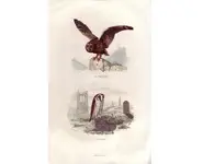 Effraie - E. TRAVIÈS - 1853