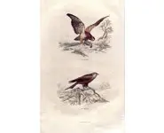 Buse - E. TRAVIÈS - 1853