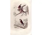 Crésserelle - E. TRAVIÈS - 1853