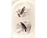 Faucon - E. TRAVIÈS - 1853