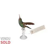 Colibri ariane - J. GARDNER