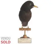 Merle noir - 1900 env.