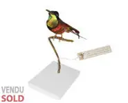 Colibri topaze - 1860 env.