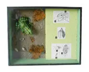 Etude de la grenouille - 1970 env.