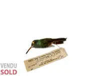 Peau d'étude de colibri - 1956