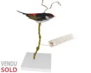 Manakin militaire - 1900 env.