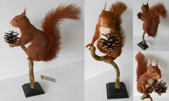 Ecureuil roux - 1975 env.